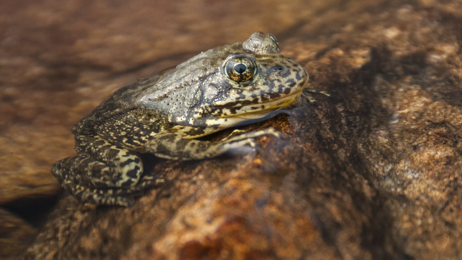 A mottled brown-and-yellow mountain yellow-legged frog rests on a wet rock beside shallow water.