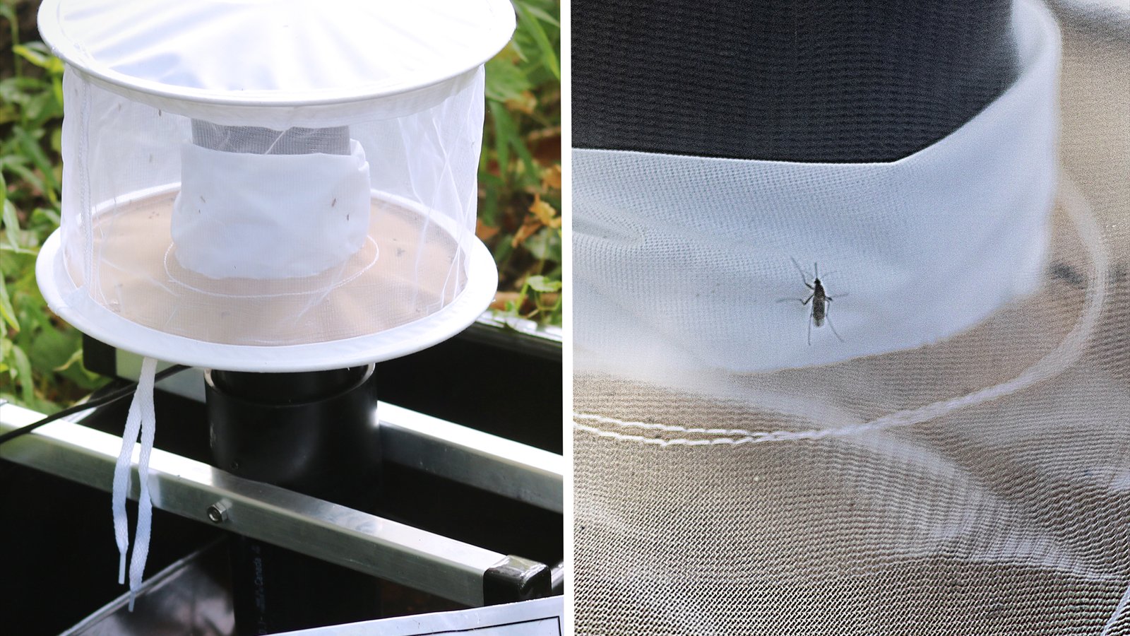 A black mosquito surveillance trap sits outdoors beside a clear container holding captured mosquitoes.