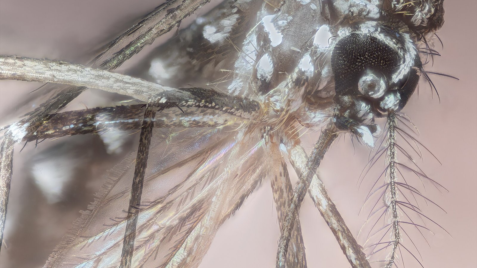 Aedes aegypti macro, detalles