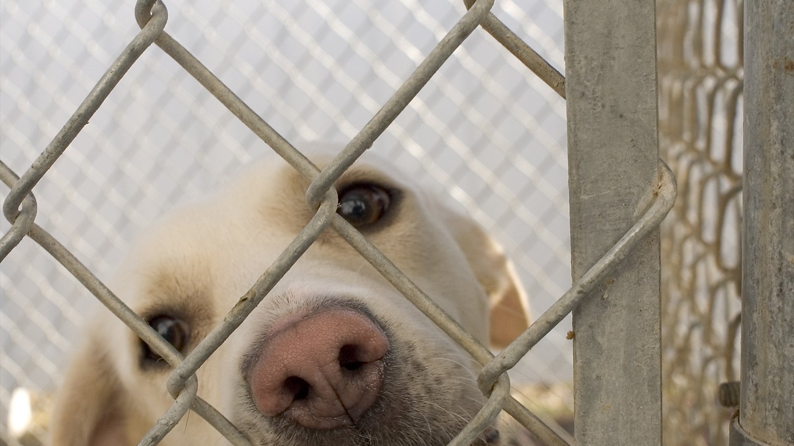 A brown-and-black dog looks through the wire fence of an animal shelter kennel.