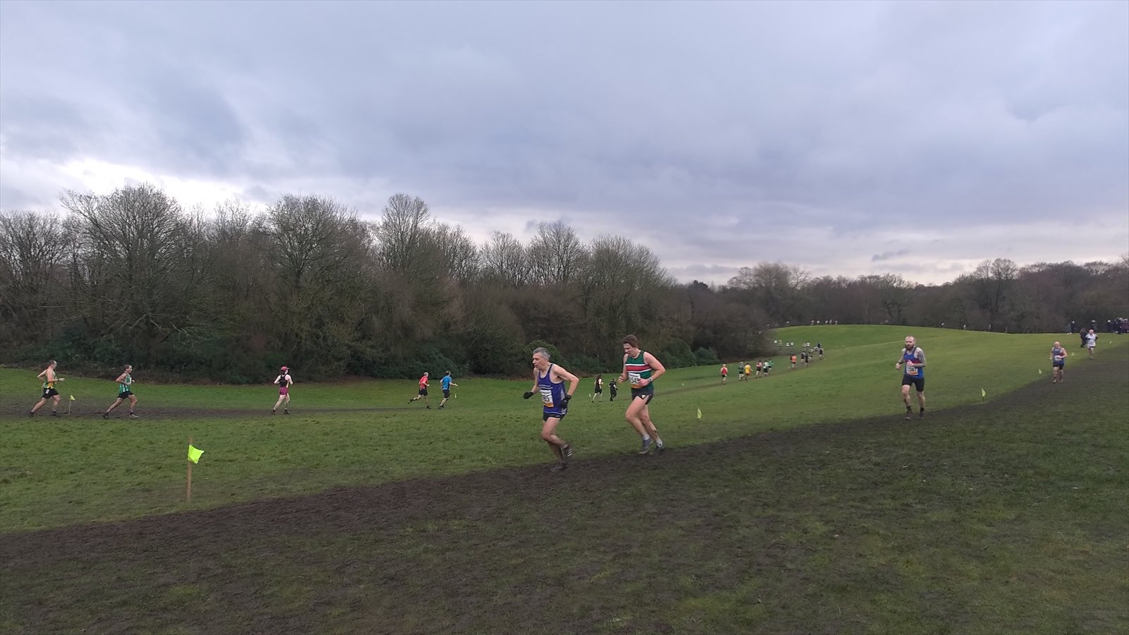 A pack of cross-country runners races over grass through a tree-lined park.