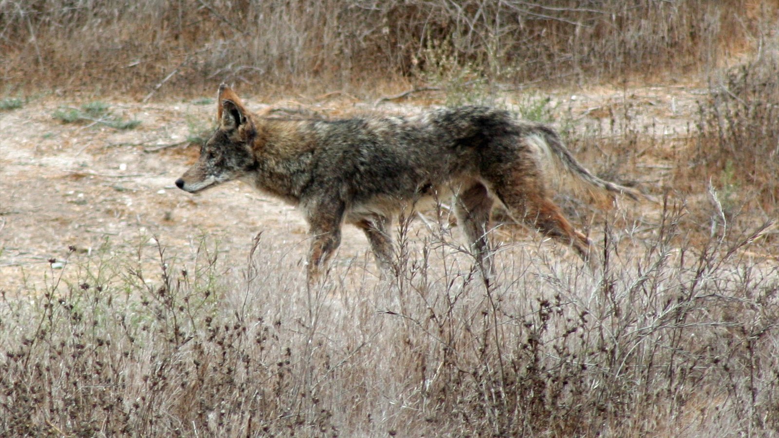 Coyote traveling between gated communities in the Eastlake area of Chula Vista, California in October 2009.