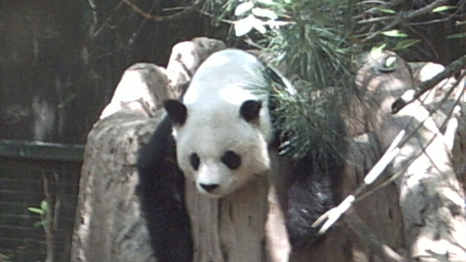 A Giant Panda Bear as it relaxes for the day.