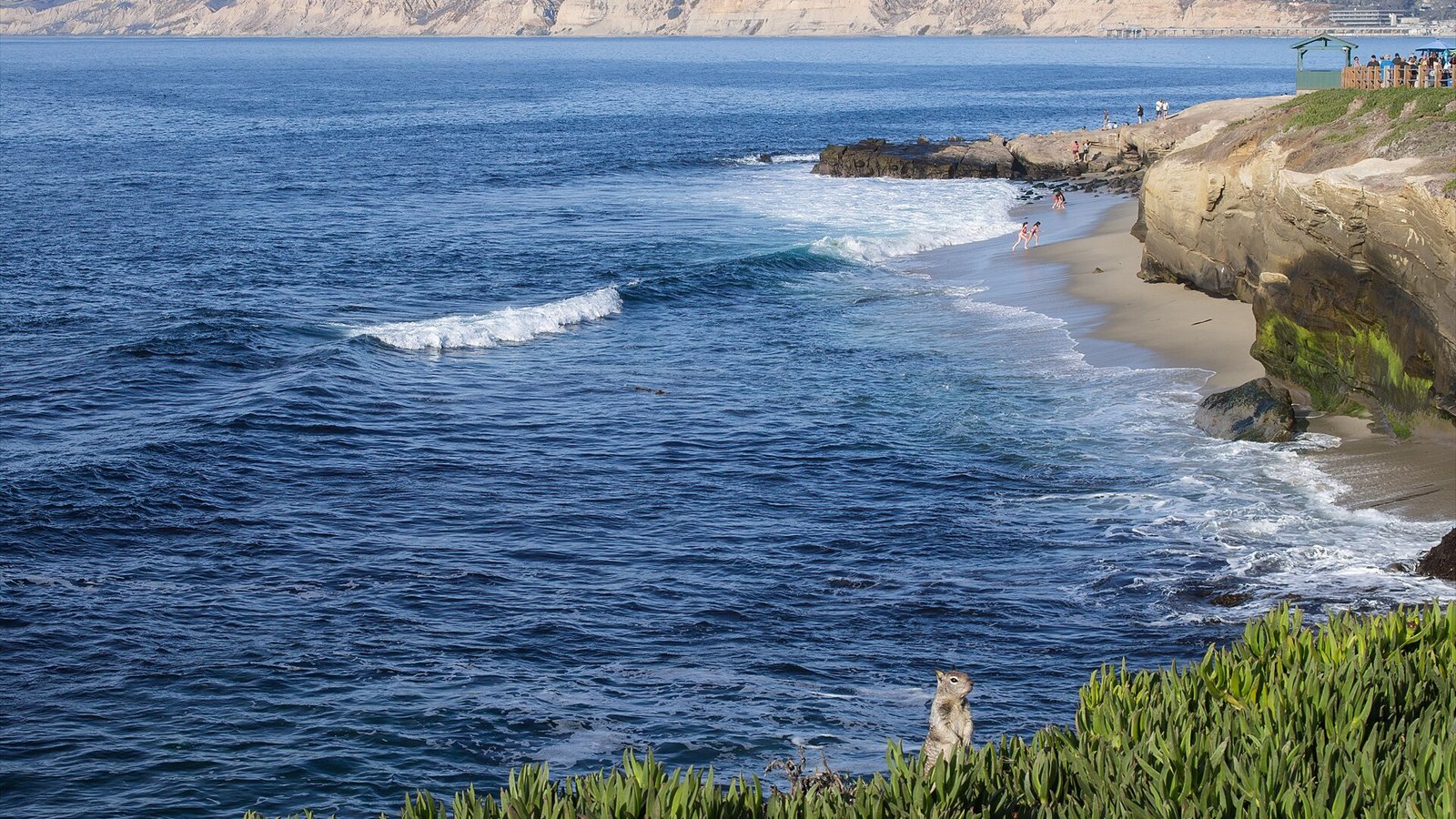 A California ground squirrel ( Otospermophilus beecheyi ) amid some ice plants ( Carpobrotus edulis ), watching over the people at Boomer Beach and Point La Jolla in Scripps Park (La Jolla, San Diego, California).