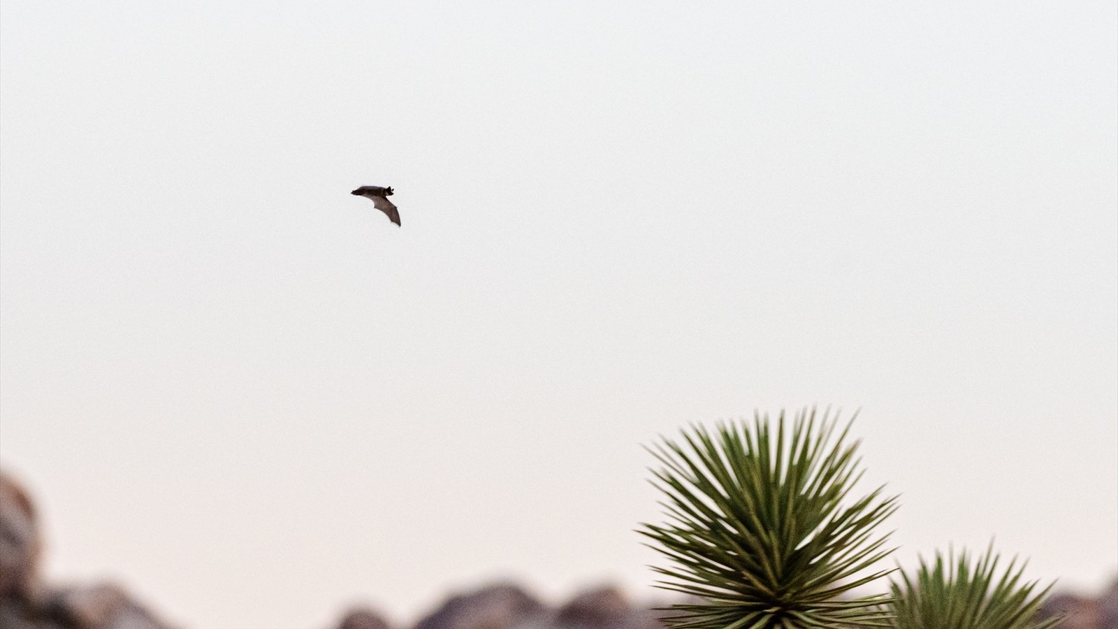 A bat flies through the evening sky above boulders and Joshua trees.