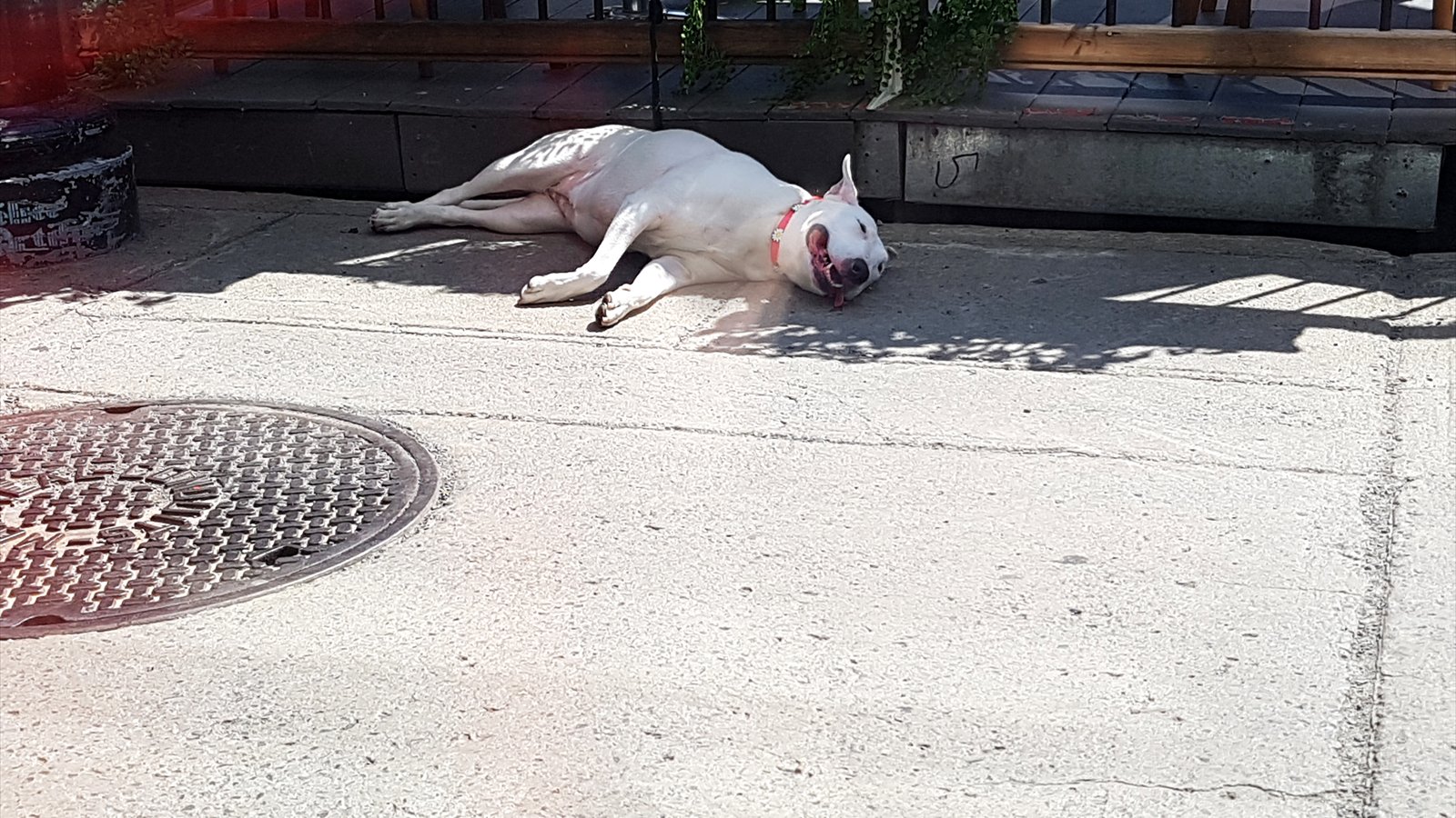 A black dog lies on shaded pavement beside a planter during hot weather.