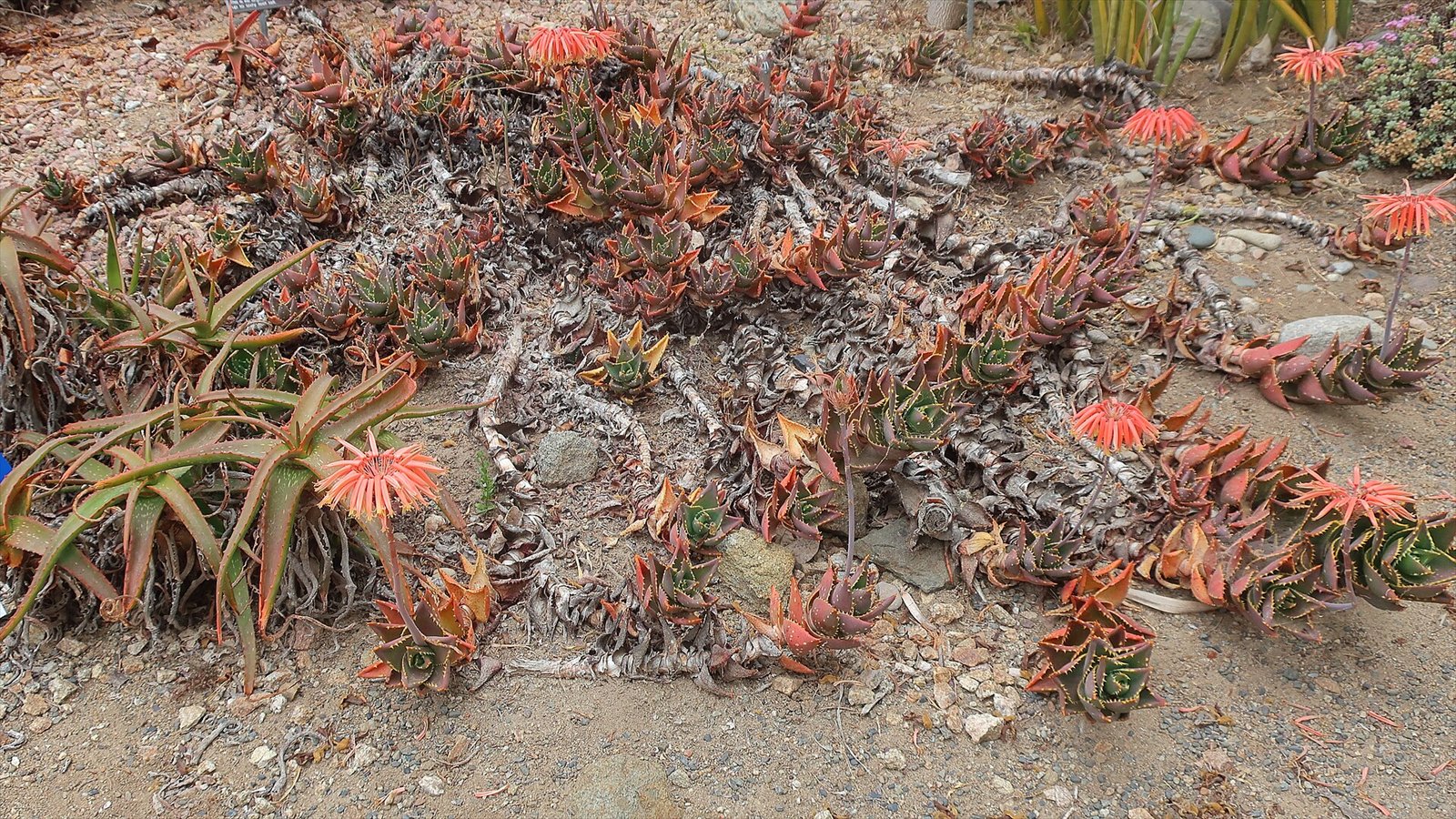The desert gardens receive no supplemental irrigation and our last rainy season provided about half the normal precipitation. Good thing that desert plants are well-adapted to drought conditions. Garden staff also does…