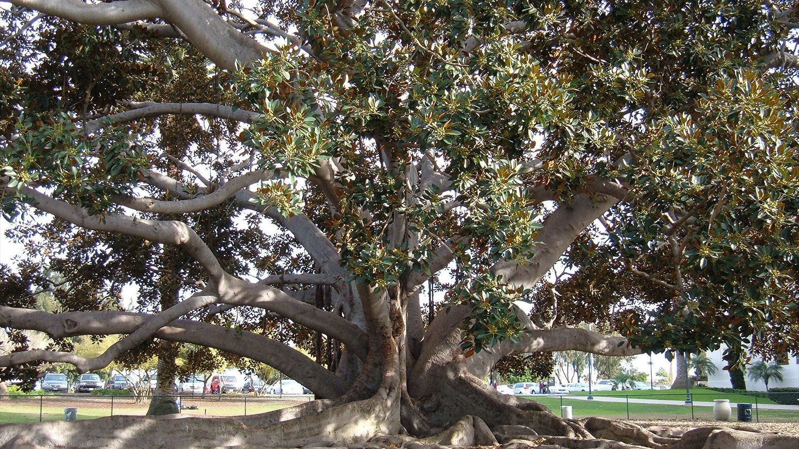 A Moreton Bay Fig ( Ficus macrophylla ) planted in 1915 for the Panama–California Exposition at Balboa Park in San Diego, California.