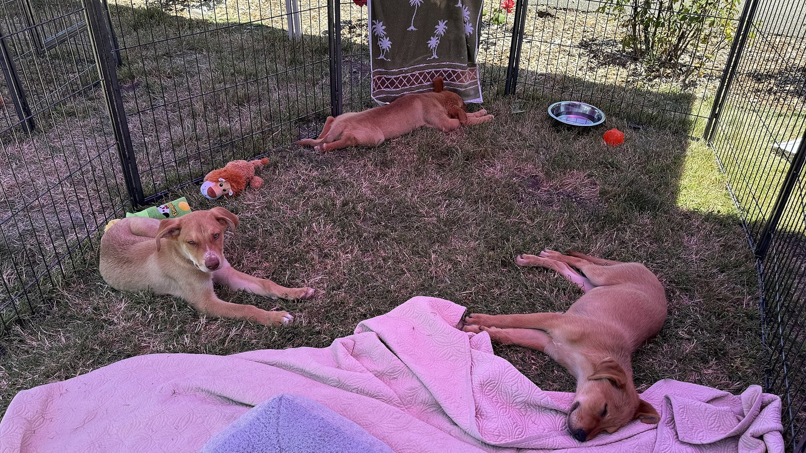 Dogs from the Petaluma Animal Shelter at the 2024 Sonoma-Marin Fair