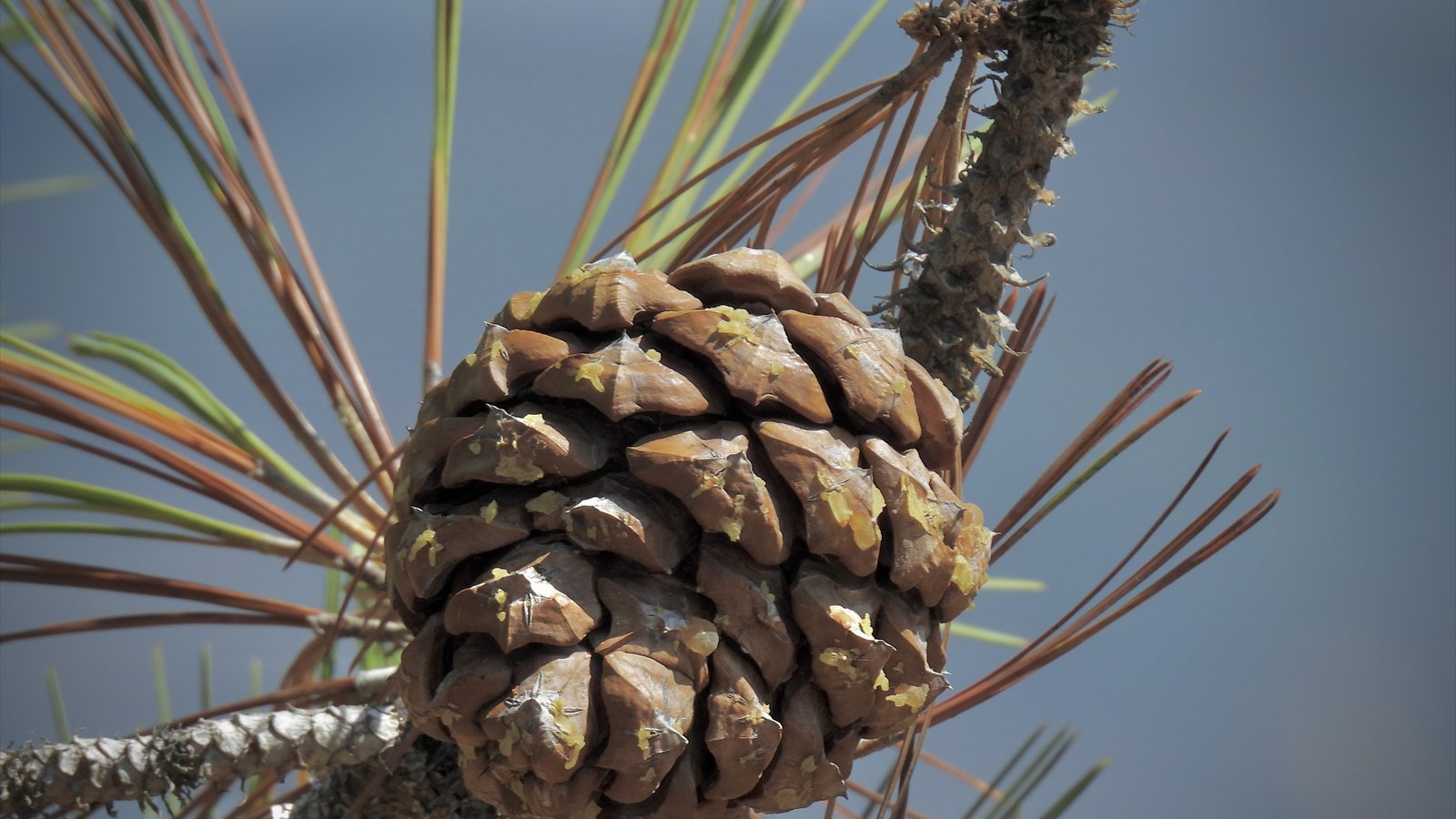 A mature Torrey pine spreads its branches above dry coastal scrub inside Torrey Pines State Natural Reserve.