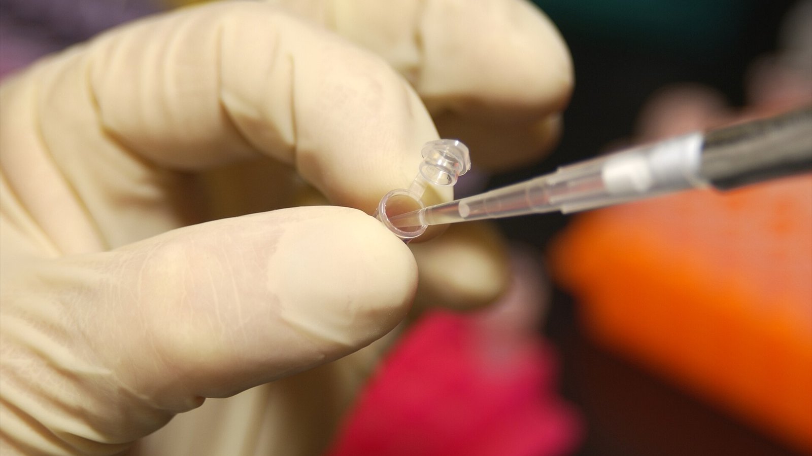 An NHGRI researcher uses a pipette to remove DNA from a micro test tube.