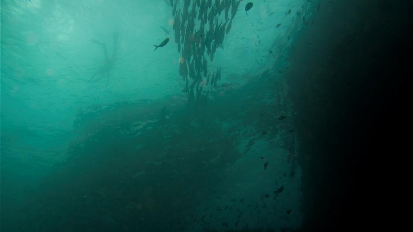 School of Jack Fish and a Free Diver