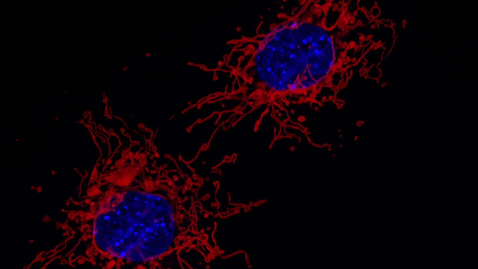Red mitochondrial networks surround blue nuclei in two mouse embryonic fibroblast cells viewed by fluorescence microscopy.