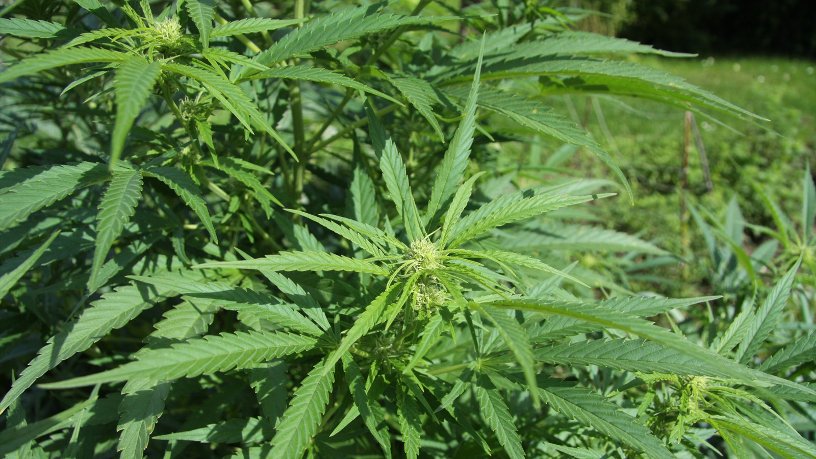 Green cannabis plants grow outdoors in direct sunlight.