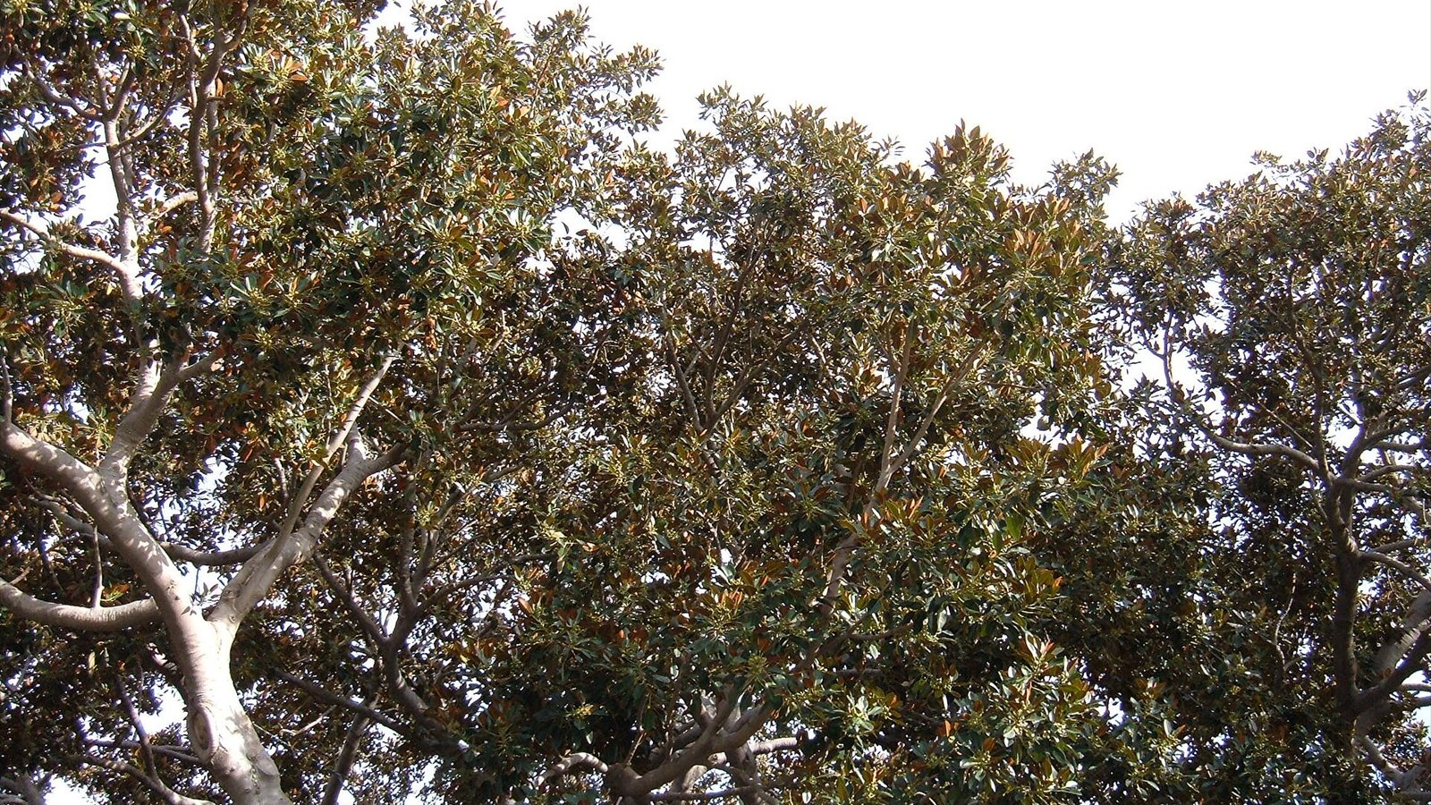 A Moreton Bay Fig ( Ficus macrophylla ) planted in 1915 for the Panama–California Exposition at Balboa Park in San Diego, California.